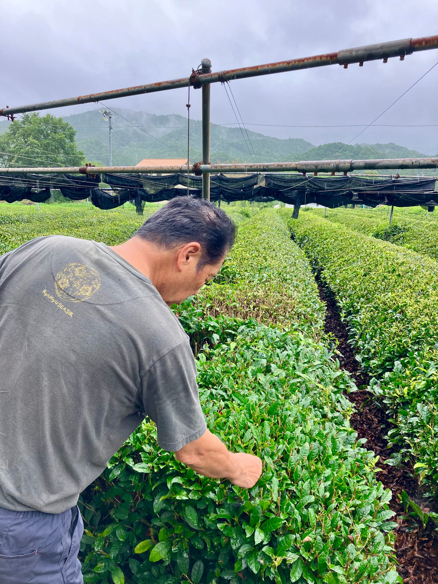 [Booking Request] Local tea farm tour with tasting session